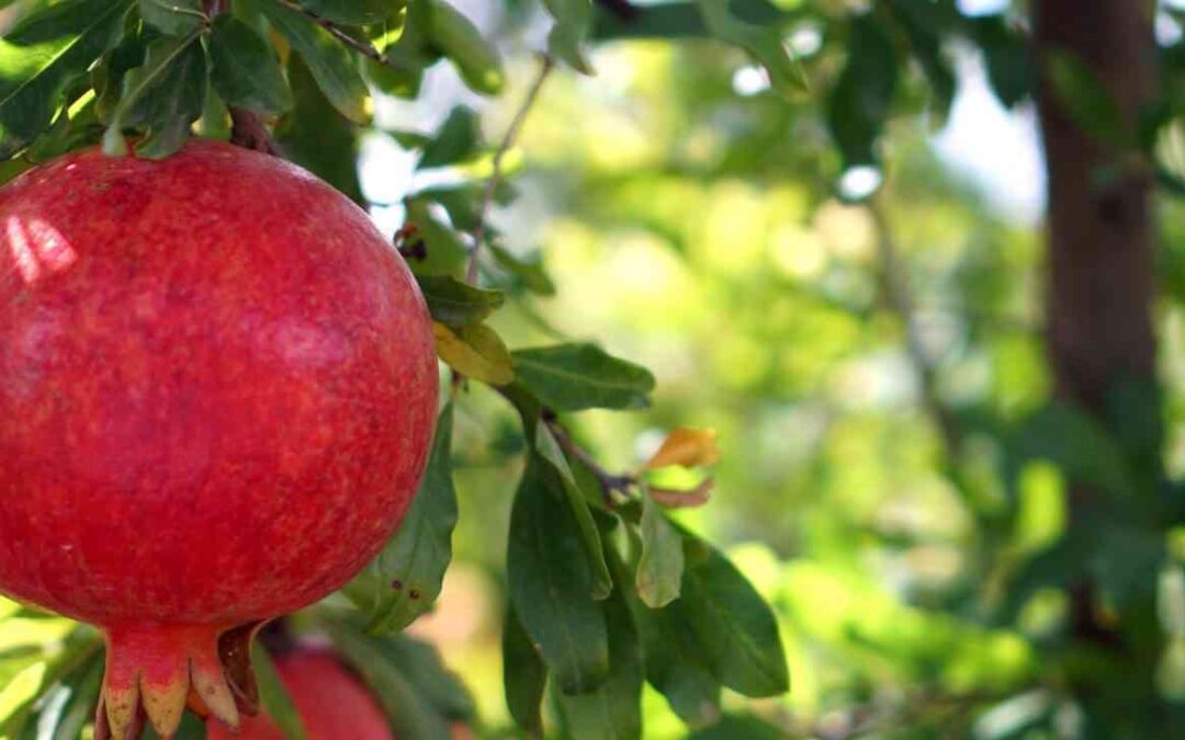 Biodynamics in The World